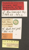 Cylindera (Ifasina) umbropolita (W.Horn, 1905)