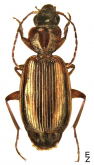 Cymindis (Cymindis) lineola L. Dufour, 1820