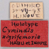 Cymindis (Menas) daimio (nigrifemoris Habu et Inouye, 1963)
