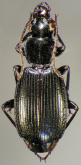 Cymindis (Pinacodera) chevrolati (Dejean, 1836)