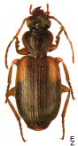 Cymindis (Tarsostinus) macularis Fischer von Waldheim, 1824