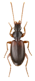 Cymindis (Tarulus) vaporariorum (Linne, 1758)