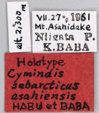 Cymindis (Tarulus) vaporariorum (asahiensis Habu et Baba, 1962)