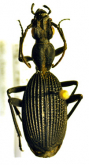 Cypholoba gracilis gracilis (Dejean, 1831)