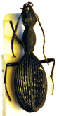 Cypholoba gracilis scrobiculata (Bertoloni, 1847)