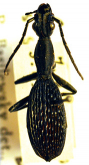 Cypholoba gracilis scrobiculata (Bertoloni, 1847)