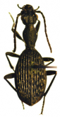 Cypholoba gracilis zuluana Basilewsky, 1948
