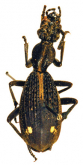 Cypholoba leucospilota semilaevis (Chaudoir, 1861)