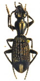 Cypholoba macilenta (Olivier, 1795)
