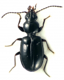 Cyphotrechodes gibbipennis (Blackburn, 1901)