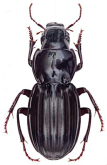 Delinius essingtoni Westwood, 1864