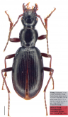 Deltomerodes conaensis Yan, H. Shi, Liang & J. Shi, 2021