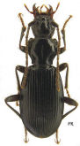 Deltomerus (Deltomerus) circassicus Reitter, 1890