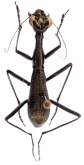 Derocrania (Derocrania) scitiscabra (Walker, 1859)