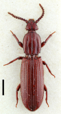 Dhysores rhodesianus (Brinck, 1965)