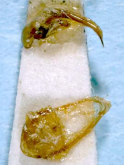 Diacanthostylus elainus hiroshimae Habu, 1975a: 8