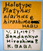 Diacanthostylus elainus hiroshimae Habu, 1975a: 8