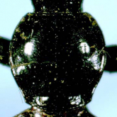 Diacanthostylus morimotoi (Habu, 1954)