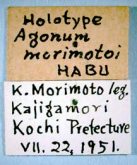 Diacanthostylus morimotoi (Habu, 1954)