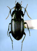 Dicaelindus ryukyuensis Habu, 1978: 64