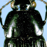 Dicaelindus ryukyuensis Habu, 1978: 64