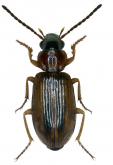 Dicheirotrichus (Trichocellus) placidus (Gyllenhal, 1827)