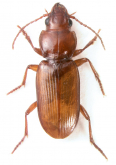 Diplochaetus planatus (G.Horn, 1876)