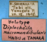 Diplocheila (Isorembus) macromandibularis Habu & Tanaka, 1956