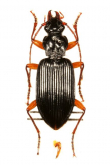 Diplous (Diplous) sibiricus caligatus Bates, 1873a: 294