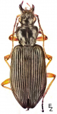 Diplous (Diplous) sibiricus sibiricus (Motschulsky, 1844)