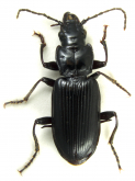 Diplous (Platidius) californicus (Motschulsky, 1859)