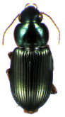 Discoderus beauvoisii (Dejean, 1829)