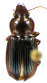 Discoderus cinctus (Putzeys, 1878)