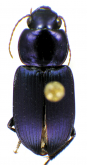 Discoderus cyaneopacus (Darlington, 1934)