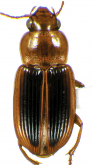 Discoderus thoracicus Putzeys, 1878