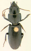Distichus (Lophogenius) ebeninus (Lynch, 1878)