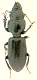 Distichus (Lophogenius) orientalis (Bonelli, 1813)