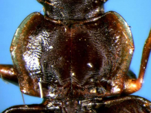 Dolichoctis (Dolichoctis) striata formosana Habu, 1967
