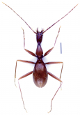 Dongodytes (Dongodytodes) inexpectatus Tian, Yin & Huang, 2014