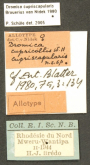 Dromica (Dromica) cupricollis cupriscapularis Brouerius van Nidek, 1980