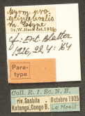 Dromica (Dromica) proepipleuralis (W.Horn, 1926)