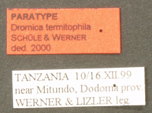Dromica (Dromica) termitophila Schule & Werner, 2001