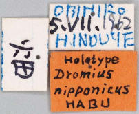 Dromius (Dromius) nipponicus Habu, 1983 (Label)