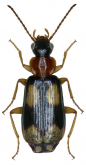 Dromius (Dromius) quadrimaculatus (Linnaeus, 1758)
