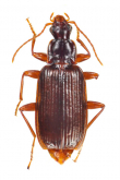 Dromius (Klepterus) batesi Habu, 1958