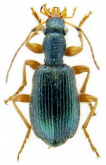 Drypta (Drypta) dentata (P.Rossi, 1790)