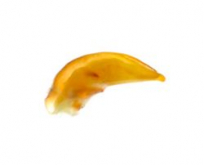 Drypta (s.str.) japonica Bates, 1873