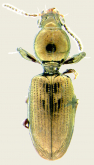 Dyschirius (Dyschiriodes) gibbipennis Leconte, 1857