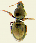 Dyschirius (Dyschiriodes) longulus Leconte, 1850