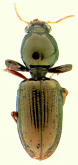 Dyschirius (Dyschiriodes) aratus Leconte, 1852
